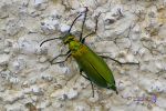 Escarabajo verde .jpg